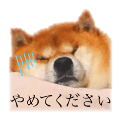 [LINEスタンプ] 柴犬しんたろう