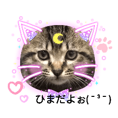 [LINEスタンプ] にゃんこリトルブラザーズ