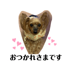 [LINEスタンプ] ヨーキーHaruのいちにち