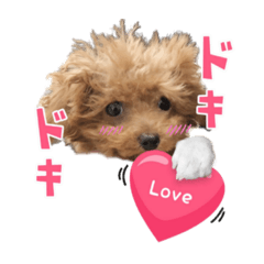[LINEスタンプ] 【会話②ver】トイプードルのプルミエたち