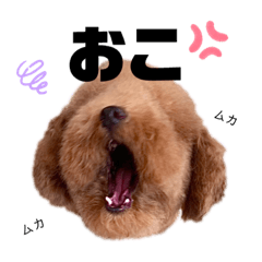 [LINEスタンプ] トイプーPinちゃんの日常2