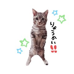 [LINEスタンプ] マンチカンのクッキー