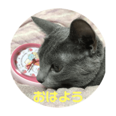 [LINEスタンプ] あおとハク
