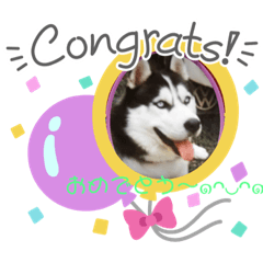 [LINEスタンプ] poodle＆husky日常会話