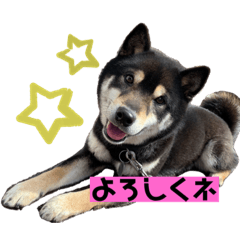 [LINEスタンプ] 黒柴のまろんくんスタンプ第1弾