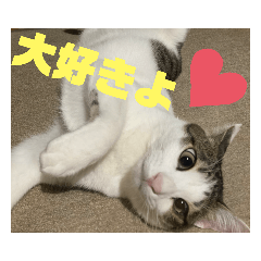 [LINEスタンプ] うちの猫ちゃんシリーズ1