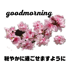 [LINEスタンプ] 写真を使って（23）の画像（メイン）