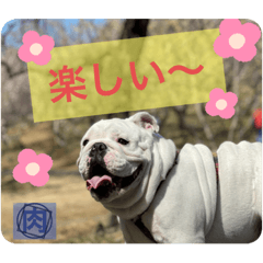 [LINEスタンプ] ブルドッグ のおにく君