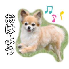 [LINEスタンプ] チワワ のゆうすけ2