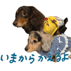 [LINEスタンプ] conaigo