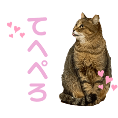 [LINEスタンプ] ジャン子とミケ子の画像（メイン）