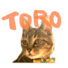 [LINEスタンプ] キジトラの日常スタンプ