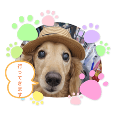 [LINEスタンプ] 我が家の愛犬ダックス