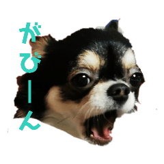 [LINEスタンプ] ディオ＆アンジーのスタンプ