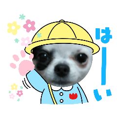[LINEスタンプ] チワワの心菜☆新生活☆使えるスタンプ