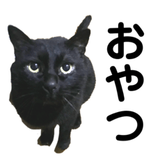 [LINEスタンプ] ツンデレ、黒猫トムちゃん