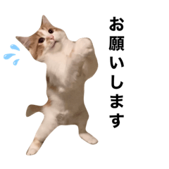 [LINEスタンプ] サイベリアン  バロン