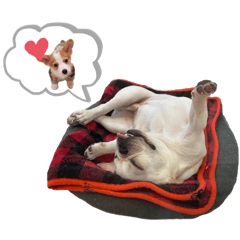 [LINEスタンプ] 犬猫スタンプ②