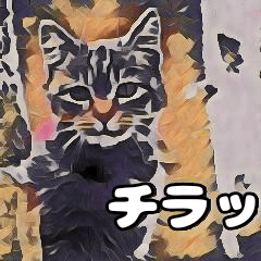 [LINEスタンプ] ♥【可愛い猫】スタンプ