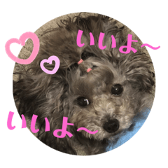 [LINEスタンプ] トイプードルのゆずとすずめ4