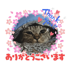 [LINEスタンプ] にゃんずレンジャー