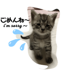 [LINEスタンプ] おばちゃんネコ