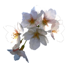 [LINEスタンプ] 桜咲く桜の写真スタンプ 文字なし
