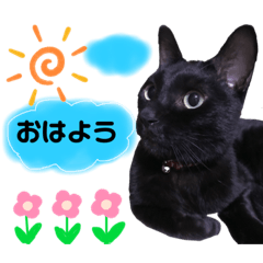 [LINEスタンプ] 黒猫てんくん