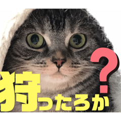 [LINEスタンプ] 猫のミイとマインのメッセージスタンプ