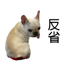 [LINEスタンプ] 犬猫スタンプ③