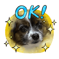 [LINEスタンプ] 犬一匹だけのスタンプ