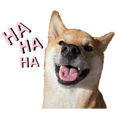 [LINEスタンプ] 柴犬のしばおくん☆3
