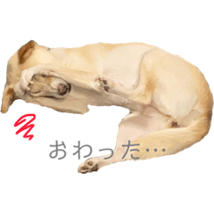 [LINEスタンプ] 日常イッヌ太郎