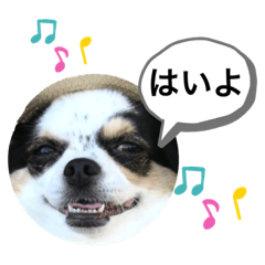 [LINEスタンプ] チワワ★ミックス＆チョコ