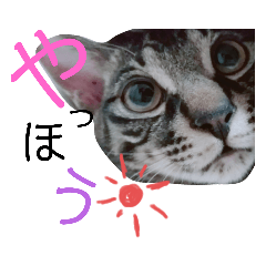[LINEスタンプ] キジトラのつくしが伝えます