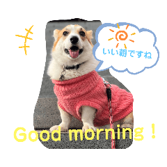 [LINEスタンプ] コーギー犬チャムのスタンプ