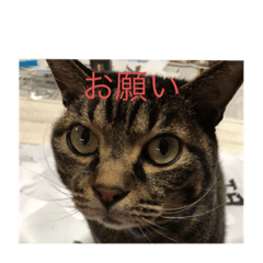[LINEスタンプ] おとらスタンプー