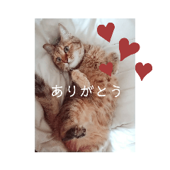 [LINEスタンプ] チョコの日常！！