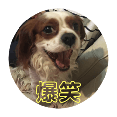[LINEスタンプ] 毎日そうすけ 2