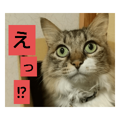 [LINEスタンプ] いぐさ猫のスタンプ