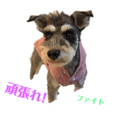 [LINEスタンプ] シュナウザークゥ