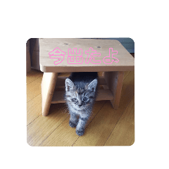 [LINEスタンプ] ミル(猫)の日常スタンプ
