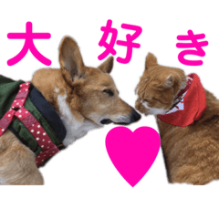 [LINEスタンプ] コーギーとその仲間たち⒉