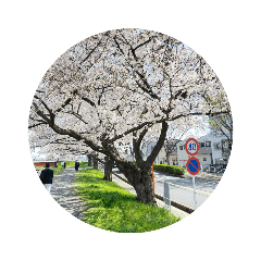 [LINEスタンプ] 桜2021