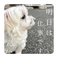[LINEスタンプ] もちぞーのいる生活