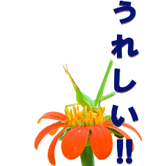 [LINEスタンプ] バッタからーBIG