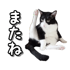 [LINEスタンプ] はちわれ猫のやまと