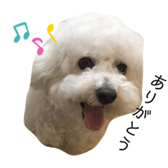 [LINEスタンプ] ゆきちゃん3（ビション・ブリーゼ）