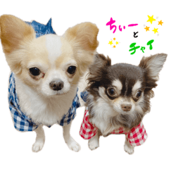 [LINEスタンプ] ちぃーとチャイ。