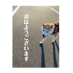 [LINEスタンプ] 柴犬 サブロウさんとシロウちゃん 2